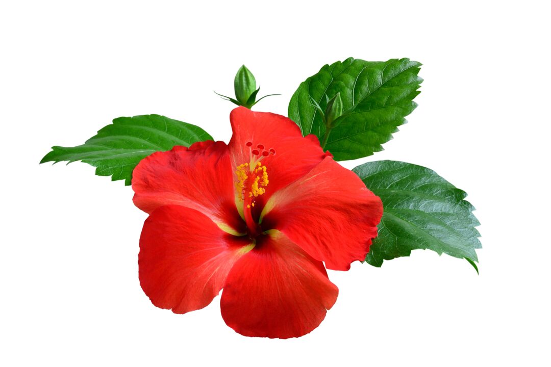 Hibiscus flower as part of the cardiform capsules